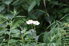 Osbeckia nepalensis var. albiflora